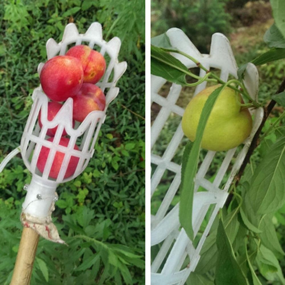 Mango Picker Fruit Harvester Tool Mango Picker Fruit Harvester Tool