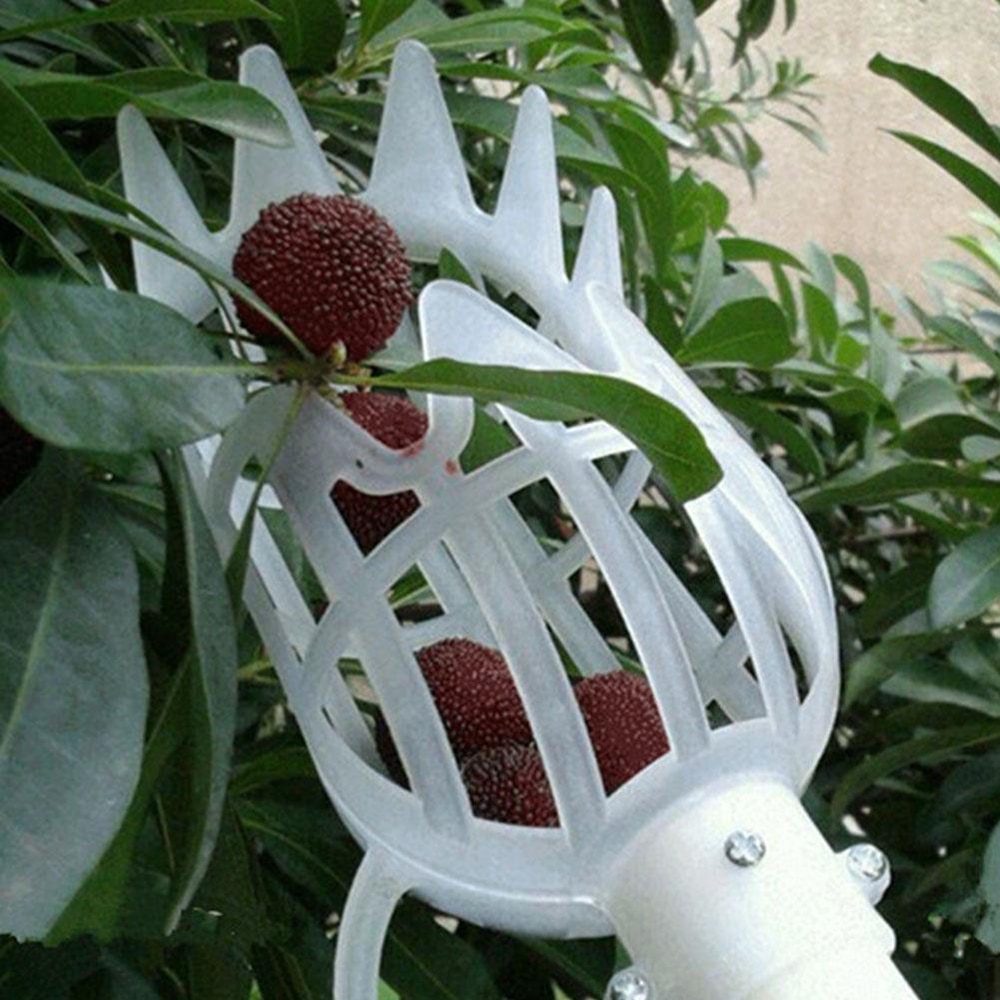 Mango Picker Fruit Harvester Tool Mango Picker Fruit Harvester Tool