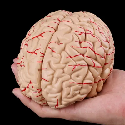 Medical Study Anatomy Brain Model (8 parts) Medical Study Anatomy Brain Model (8 parts)