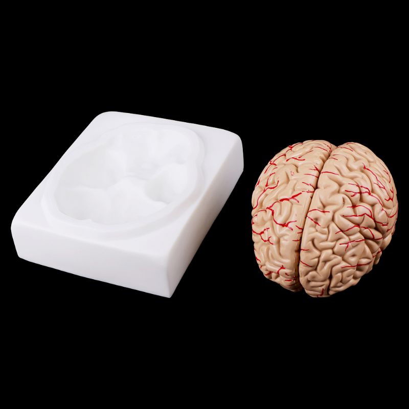 Medical Study Anatomy Brain Model (8 parts) Medical Study Anatomy Brain Model (8 parts)