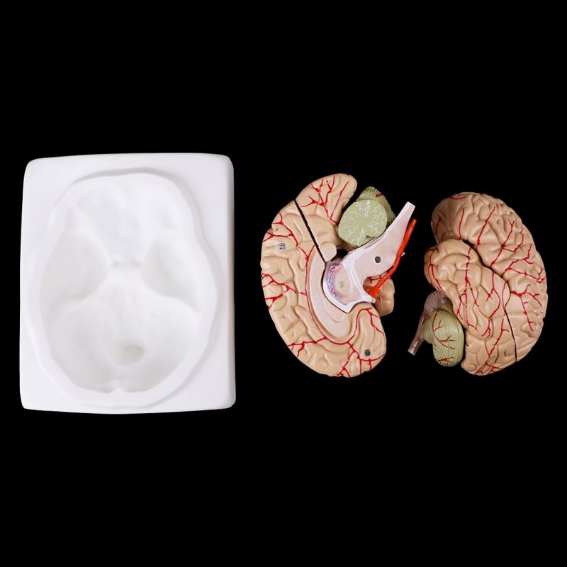 Medical Study Anatomy Brain Model (8 parts) Medical Study Anatomy Brain Model (8 parts)