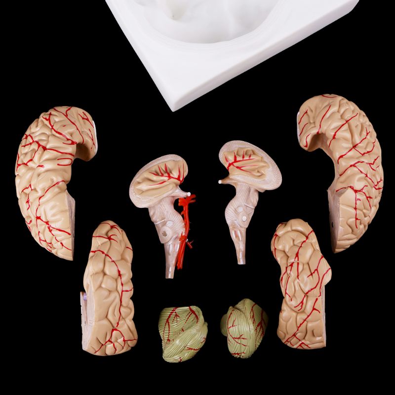 Medical Study Anatomy Brain Model (8 parts) Medical Study Anatomy Brain Model (8 parts)