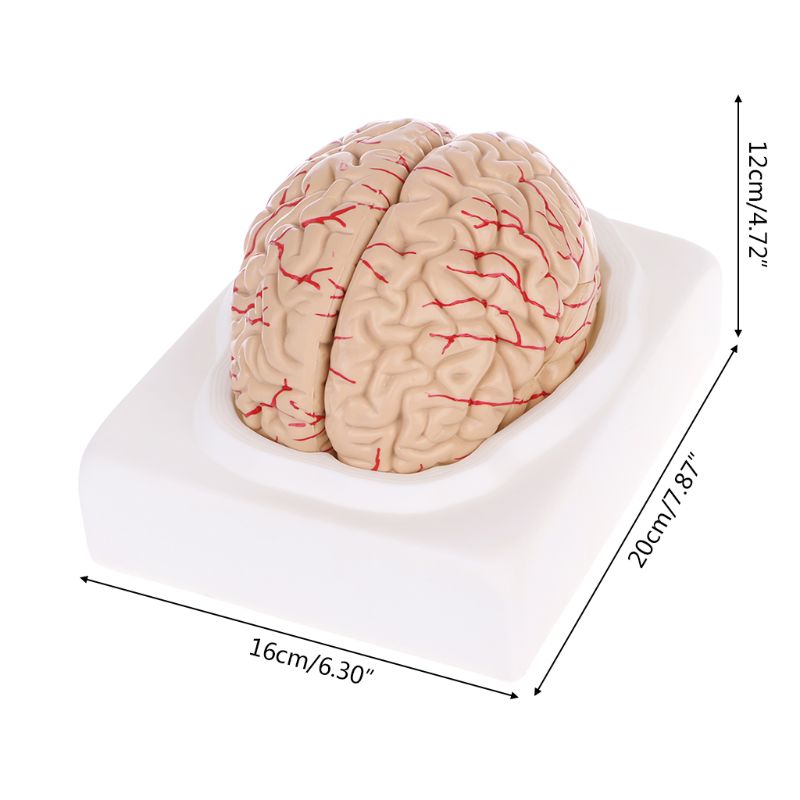 Medical Study Anatomy Brain Model (8 parts) Medical Study Anatomy Brain Model (8 parts)