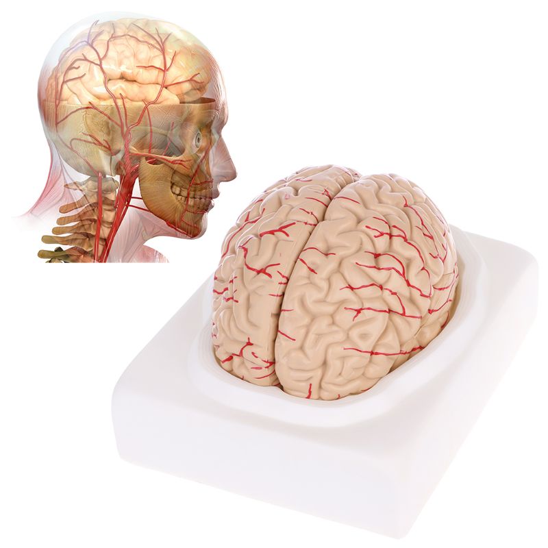 Medical Study Anatomy Brain Model (8 parts) Medical Study Anatomy Brain Model (8 parts)