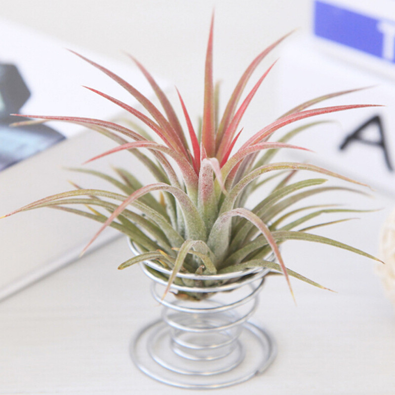 Metal Wire Air Plant Holder