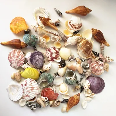 Mixed Real Seashells (120pcs)