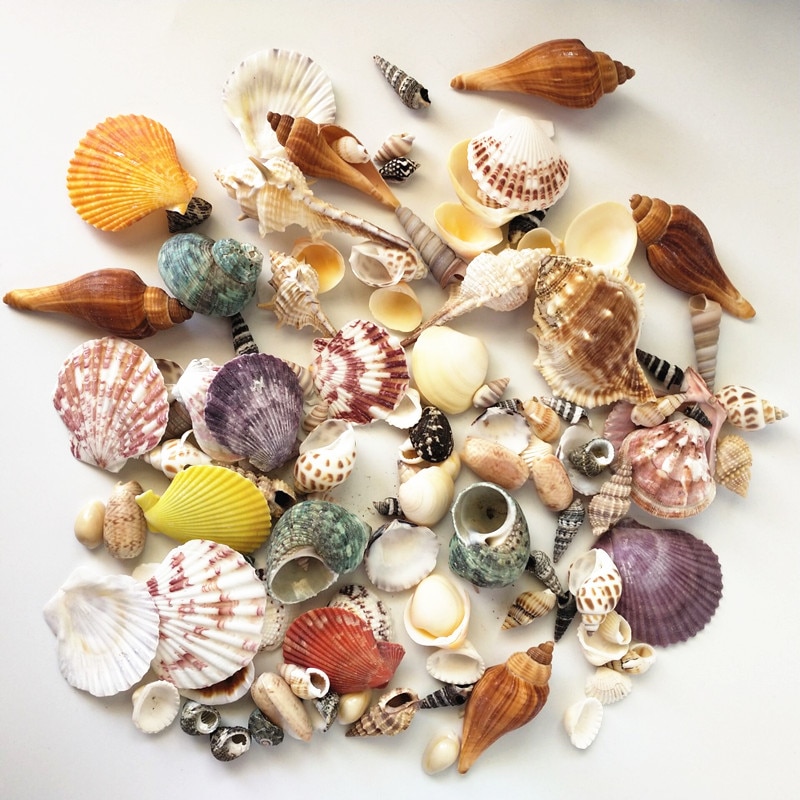 Mixed Real Seashells (120pcs) Mixed Real Seashells (120pcs)