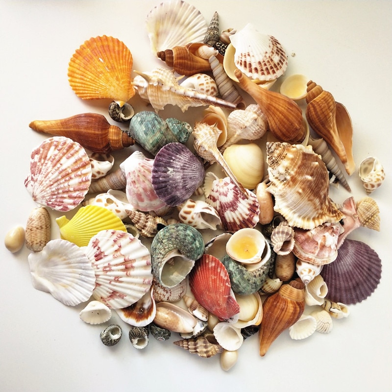 Mixed Real Seashells (120pcs)