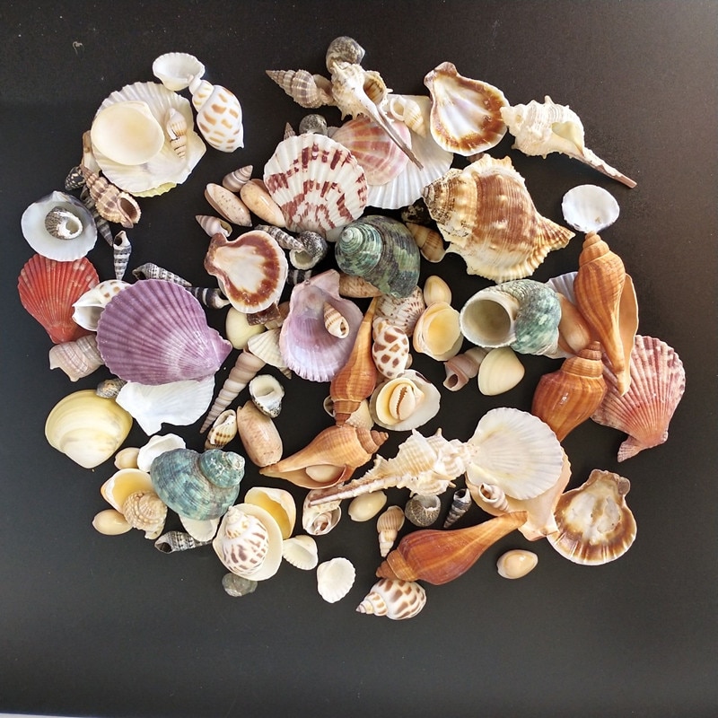 Mixed Real Seashells (120pcs)