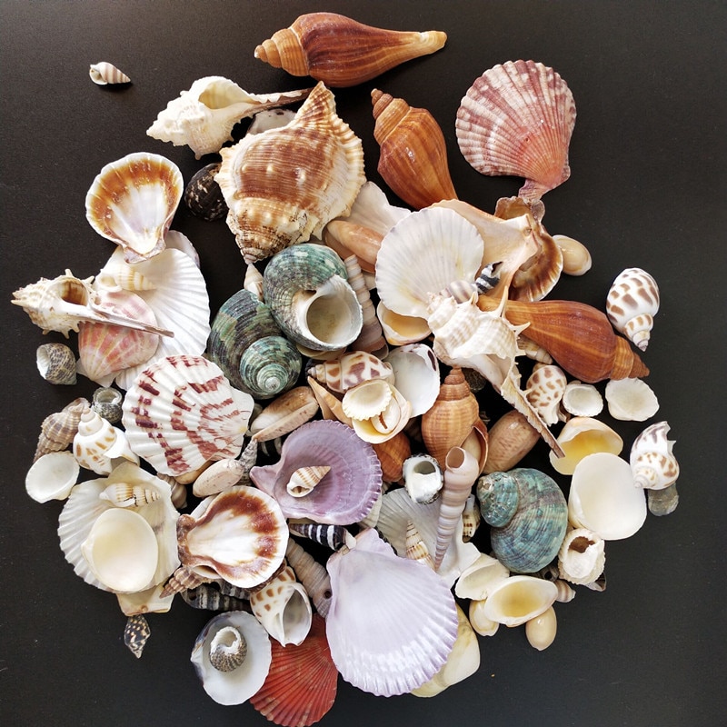 Mixed Real Seashells (120pcs)