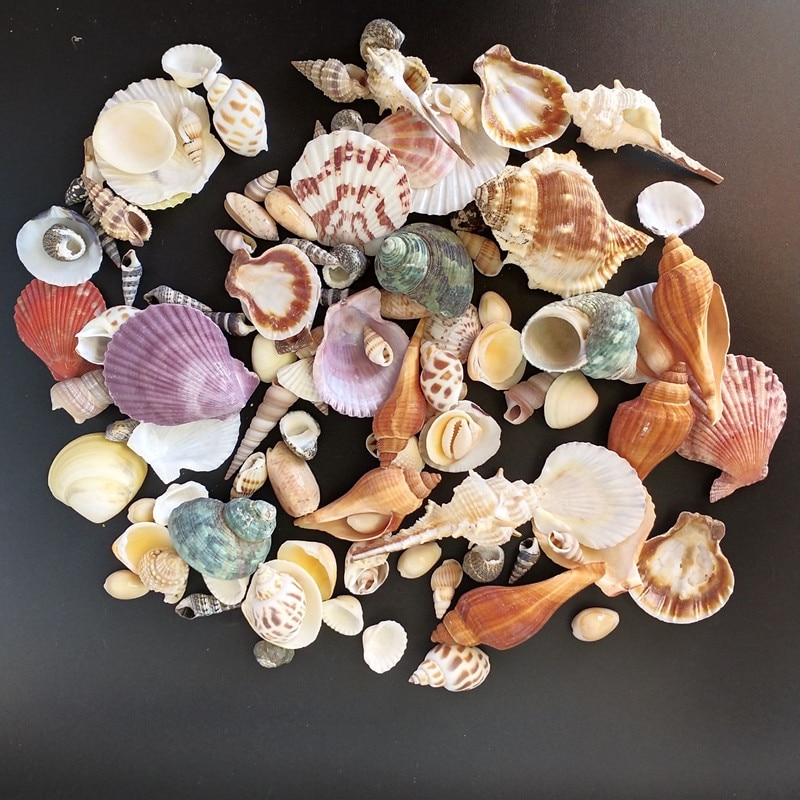 Mixed Real Seashells (120pcs)