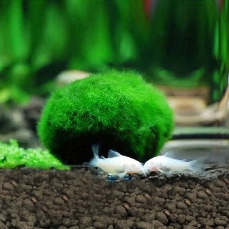 Moss Ball Aquarium Pet Supplies Moss Ball Aquarium Pet Supplies