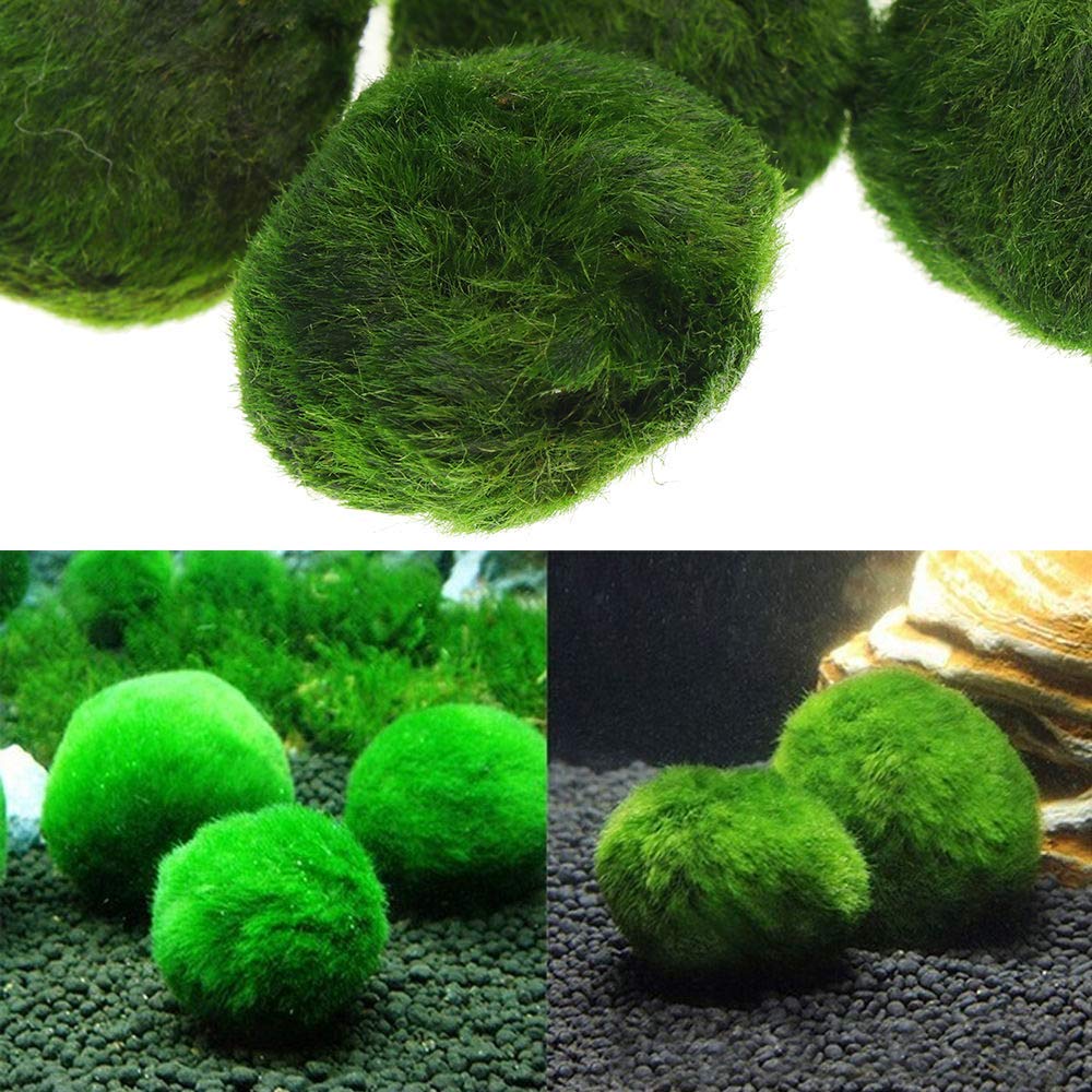 Moss Ball Aquarium Pet Supplies Moss Ball Aquarium Pet Supplies