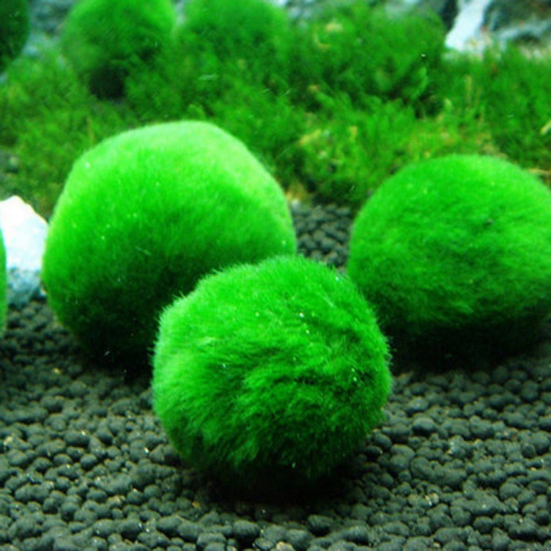 Moss Ball Aquarium Pet Supplies Moss Ball Aquarium Pet Supplies