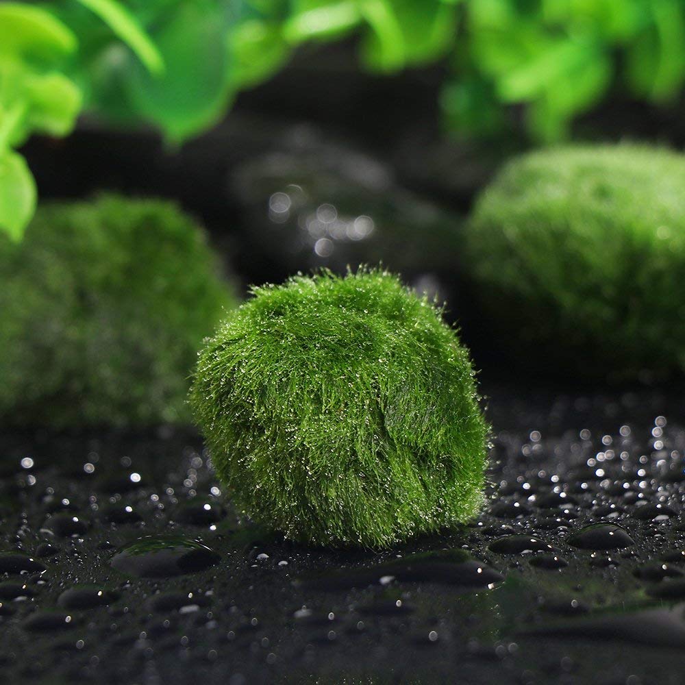 Moss Ball Aquarium Pet Supplies Moss Ball Aquarium Pet Supplies
