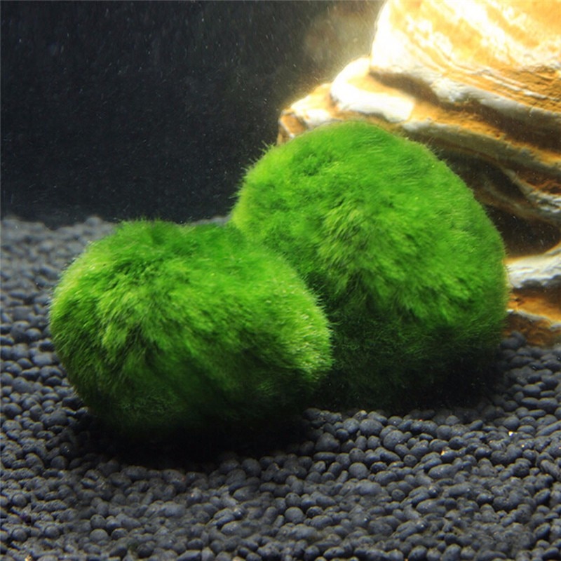 Moss Ball Aquarium Pet Supplies Moss Ball Aquarium Pet Supplies