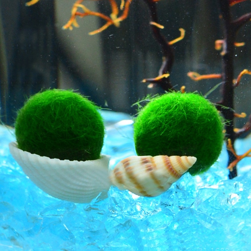 Moss Ball Aquarium Pet Supplies Moss Ball Aquarium Pet Supplies