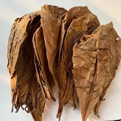 Natural Almond Leaves for Aquarium (500pcs) Natural Almond Leaves for Aquarium (500pcs)