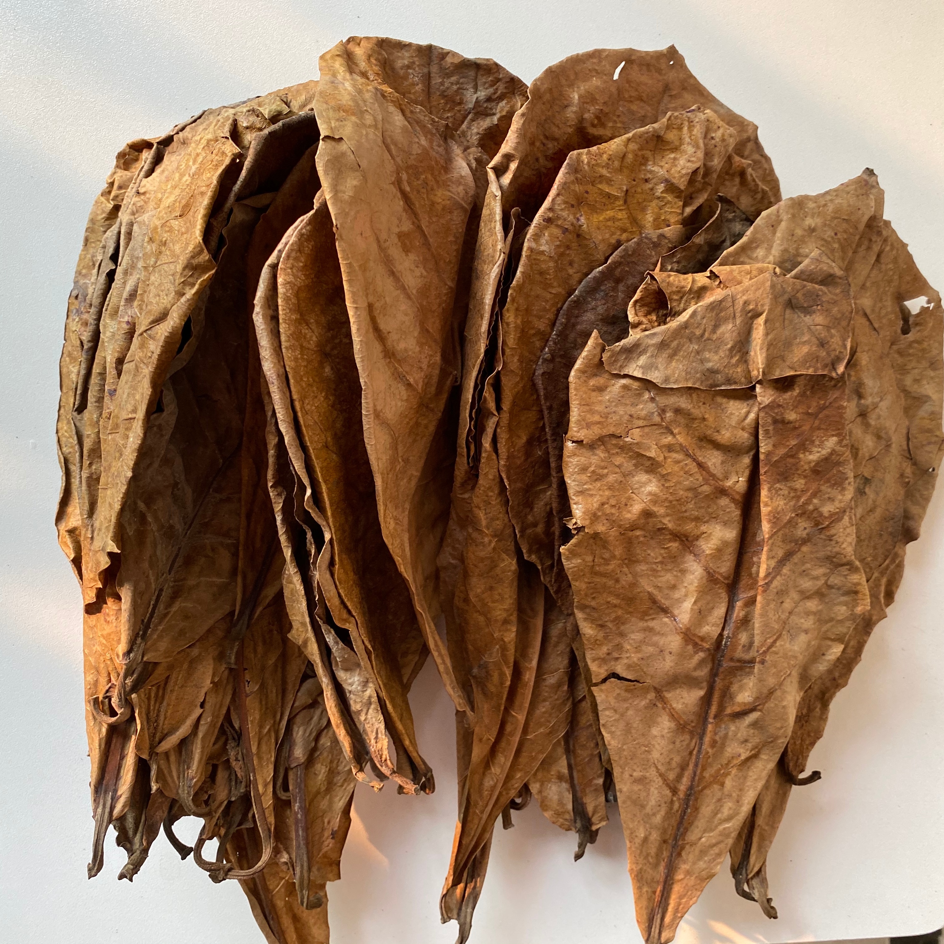 Natural Almond Leaves for Aquarium (500pcs) Natural Almond Leaves for Aquarium (500pcs)