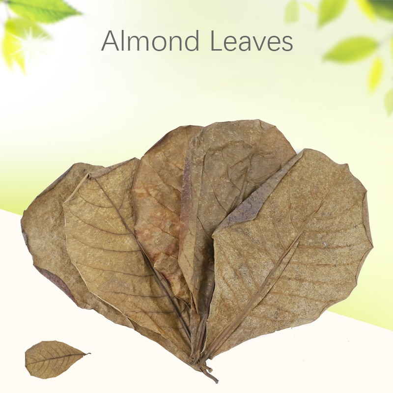 Natural Almond Leaves for Aquarium (500pcs) Natural Almond Leaves for Aquarium (500pcs)