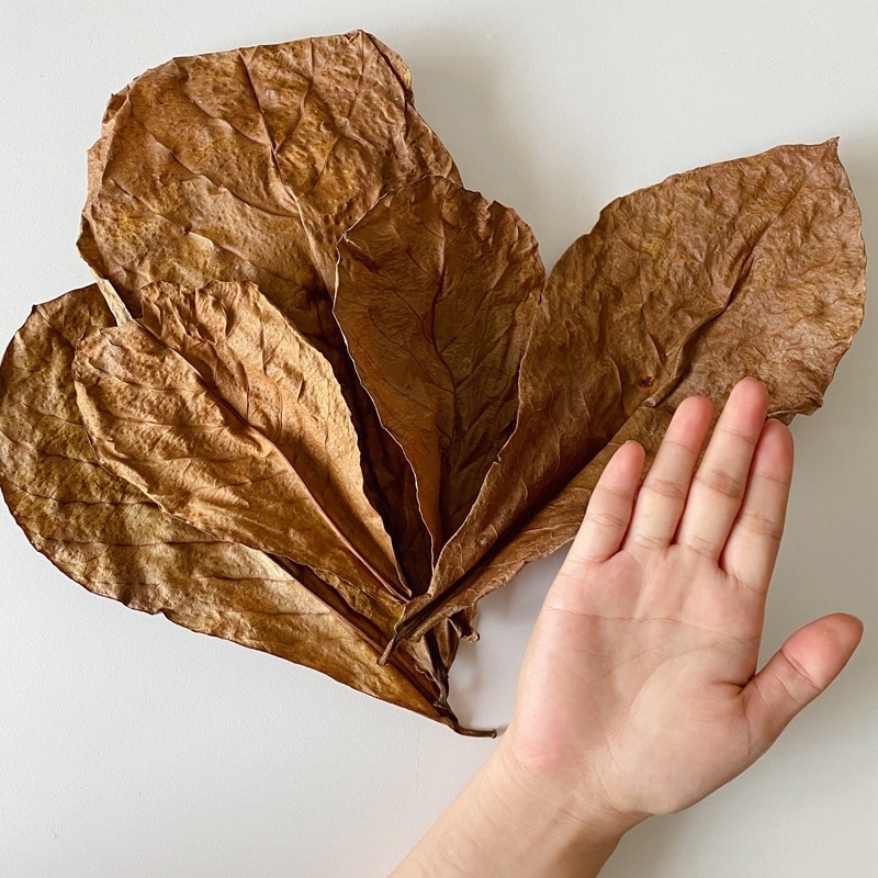 Natural Almond Leaves for Aquarium (500pcs) Natural Almond Leaves for Aquarium (500pcs)
