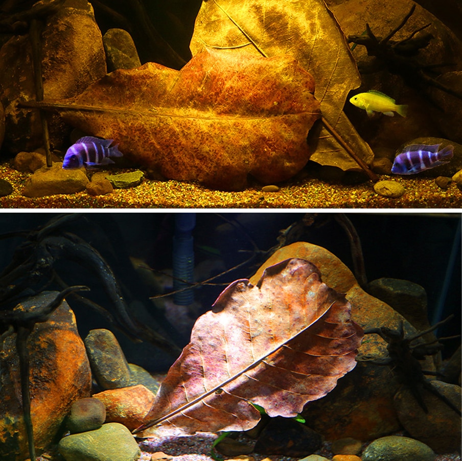 Natural Almond Leaves for Aquarium (500pcs) Natural Almond Leaves for Aquarium (500pcs)