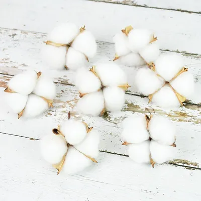 Natural Dried Cotton Flowers (10 pcs)