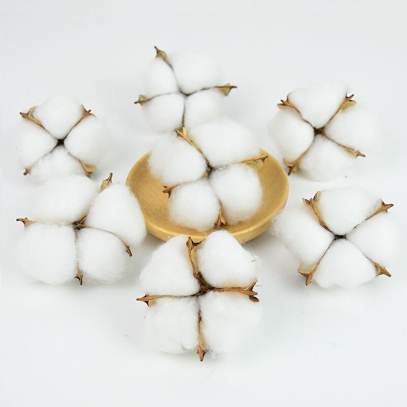 Natural Dried Cotton Flowers (10 pcs)
