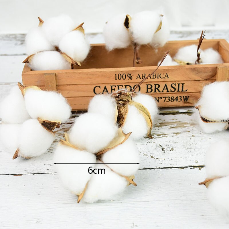 Natural Dried Cotton Flowers (10 pcs)