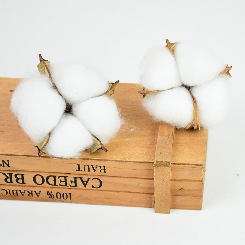 Natural Dried Cotton Flowers (10 pcs)