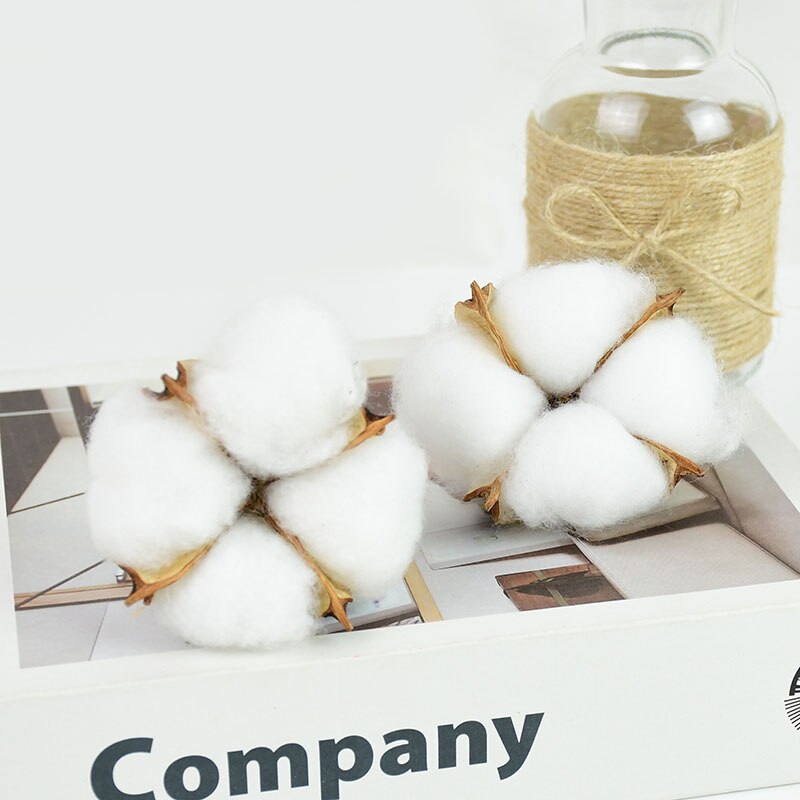 Natural Dried Cotton Flowers (10 pcs)