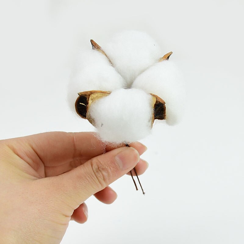 Natural Dried Cotton Flowers (10 pcs)