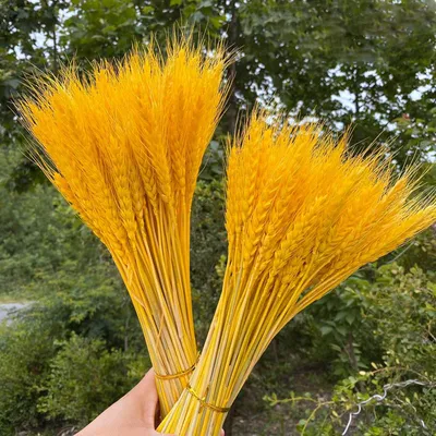 Natural Dried Wheat Stalks (50 pcs)