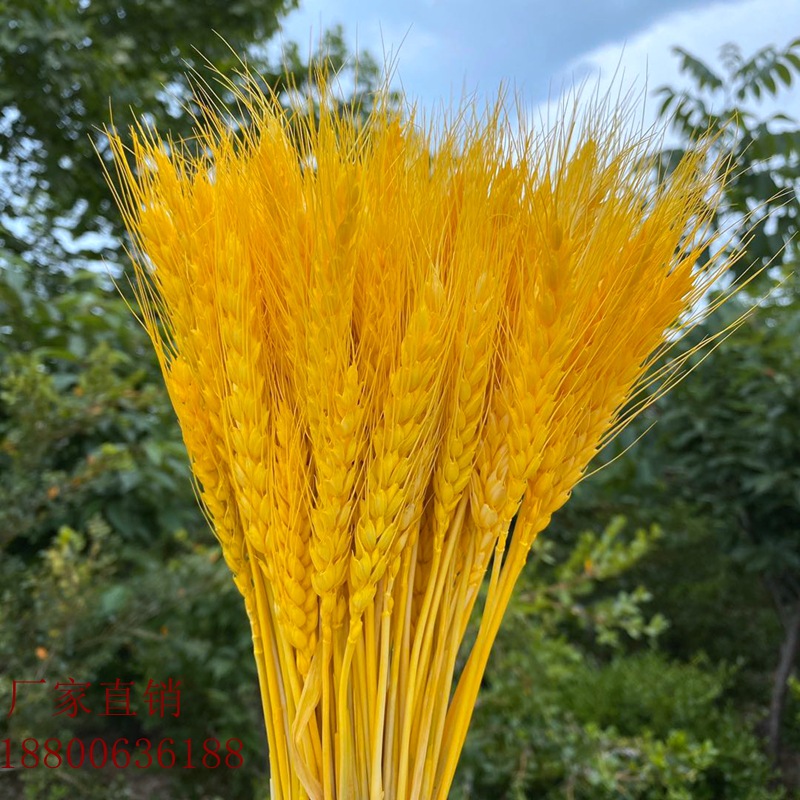 Natural Dried Wheat Stalks (50 pcs)