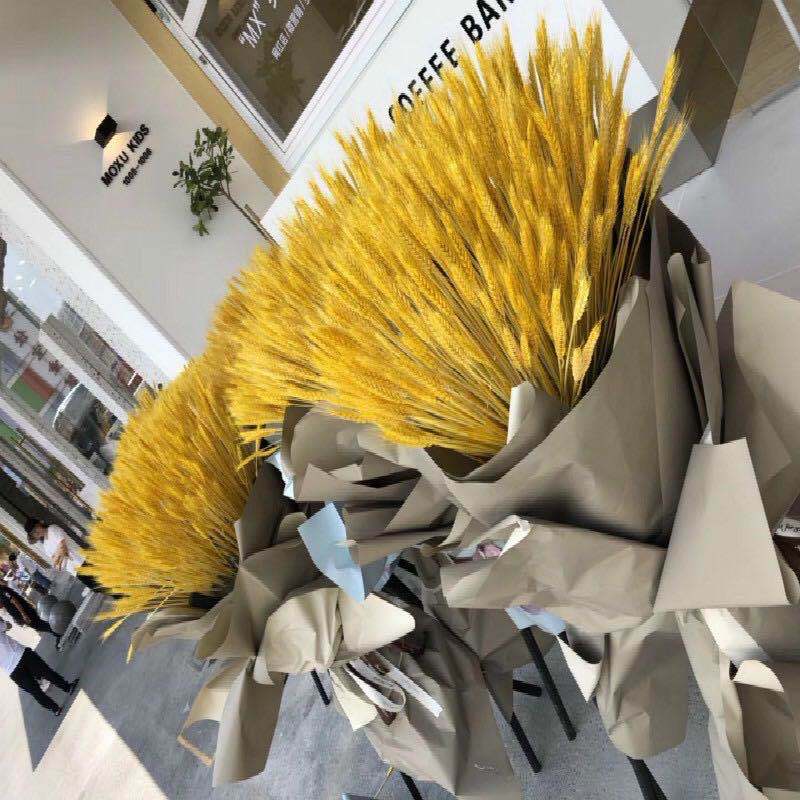 Natural Dried Wheat Stalks (50 pcs)