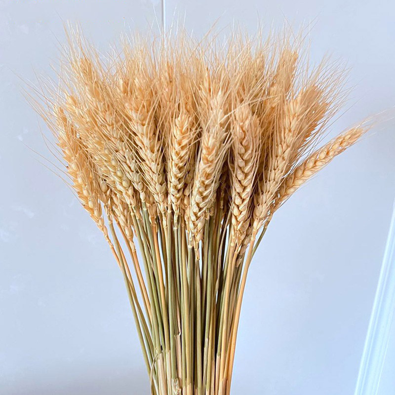 Natural Dried Wheat Stalks (50 pcs)