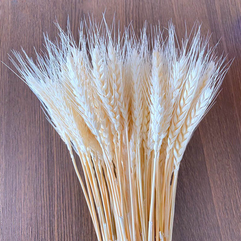 Natural Dried Wheat Stalks (50 pcs)