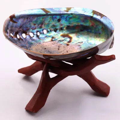 Natural Rainbow Abalone Shell