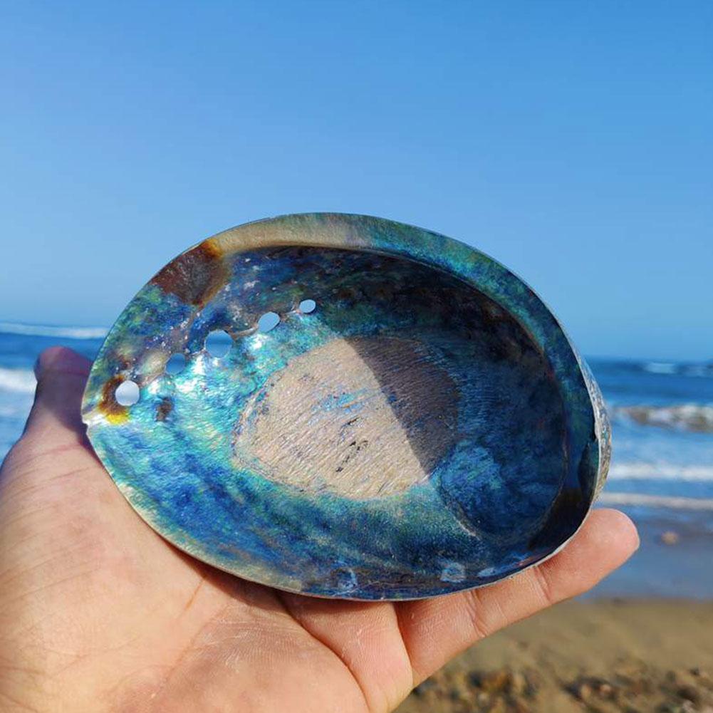 Natural Rainbow Abalone Shell