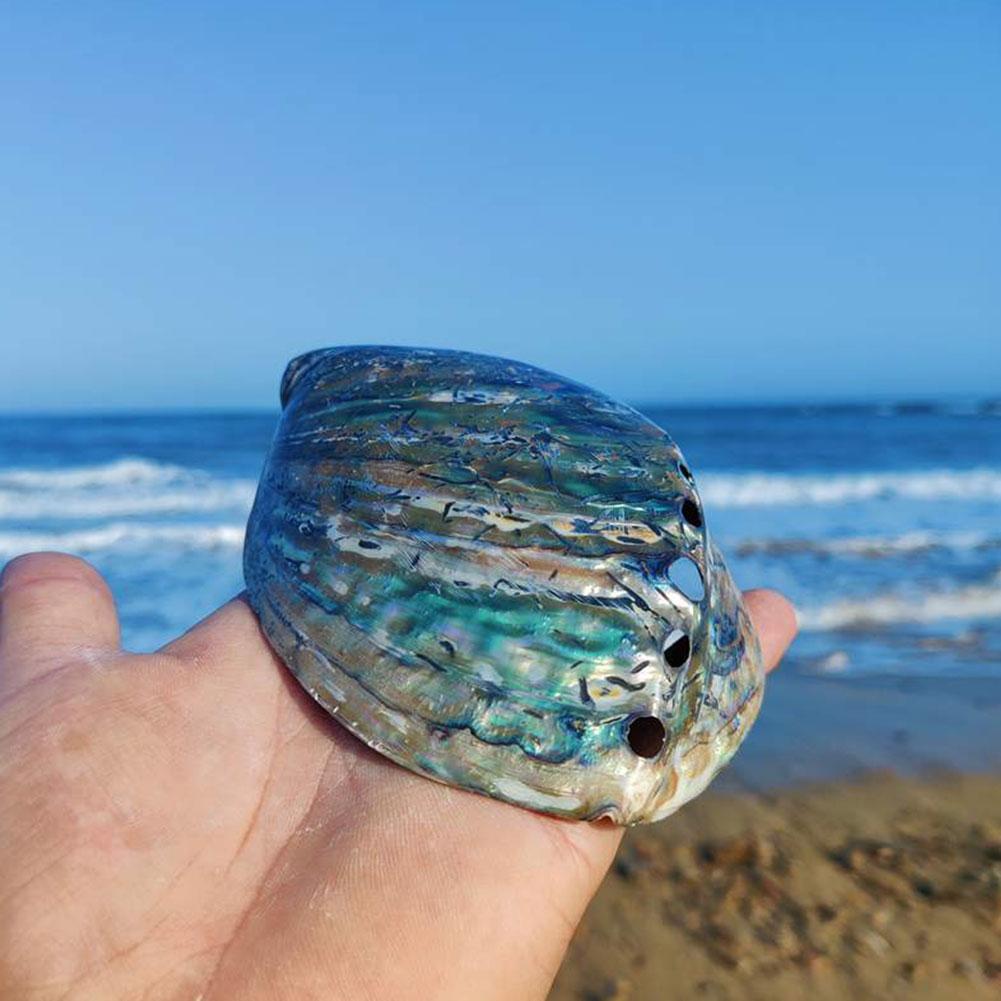 Natural Rainbow Abalone Shell