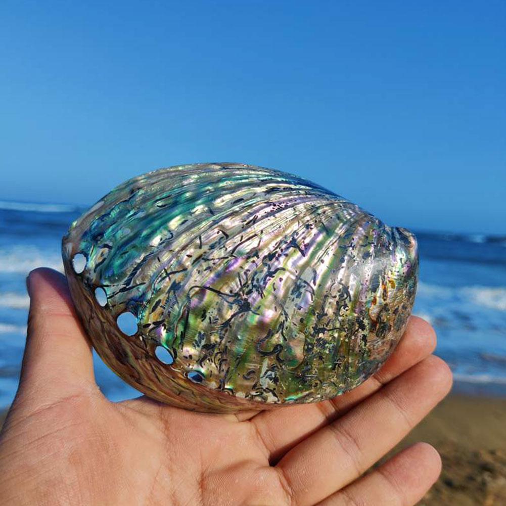 Natural Rainbow Abalone Shell