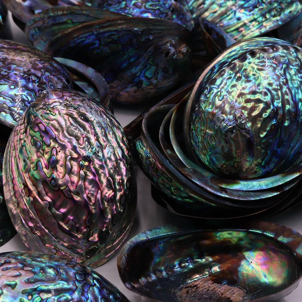 Natural Rainbow Abalone Shell