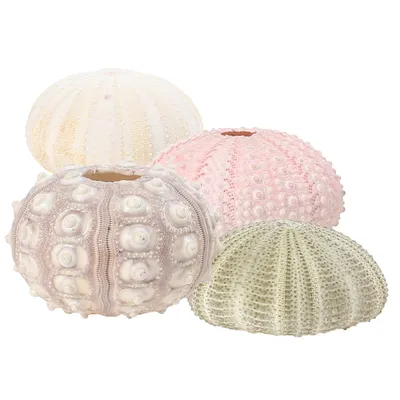 Natural Sea Urchin Decor (4pcs)