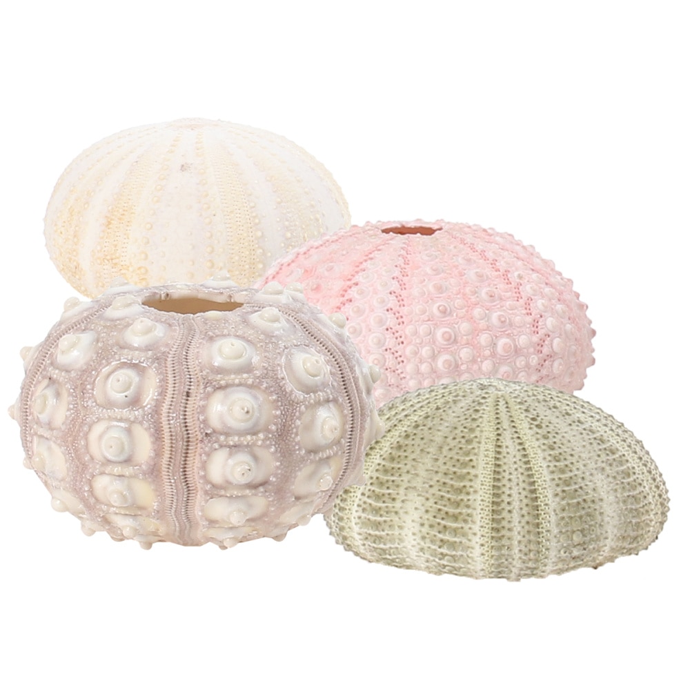 Natural Sea Urchin Decor (4pcs)