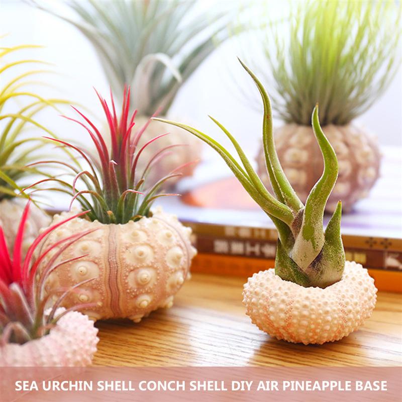 Natural Sea Urchin Decor (4pcs)