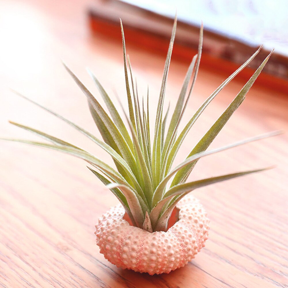 Natural Sea Urchin Decor (4pcs)