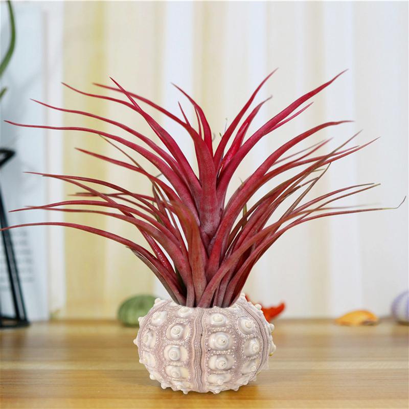 Natural Sea Urchin Decor (4pcs)
