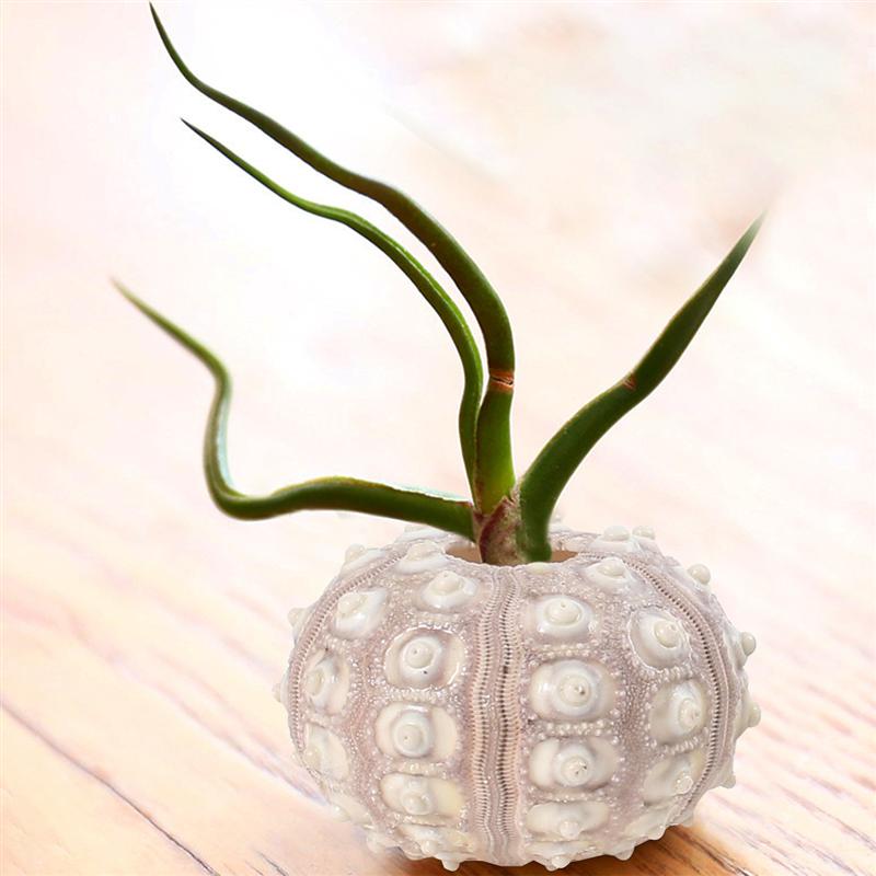 Natural Sea Urchin Decor (4pcs)