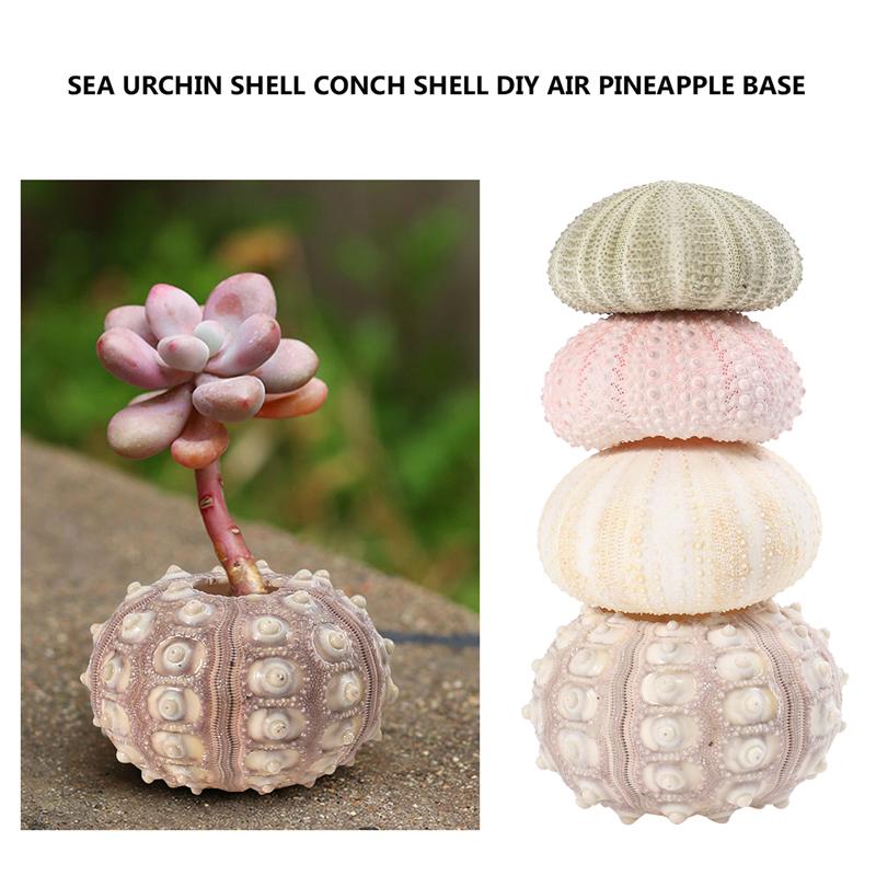 Natural Sea Urchin Decor (4pcs)