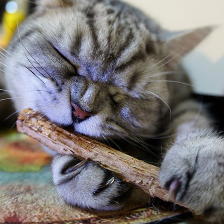 Natural Wood Cat Dental Sticks (20 pcs)